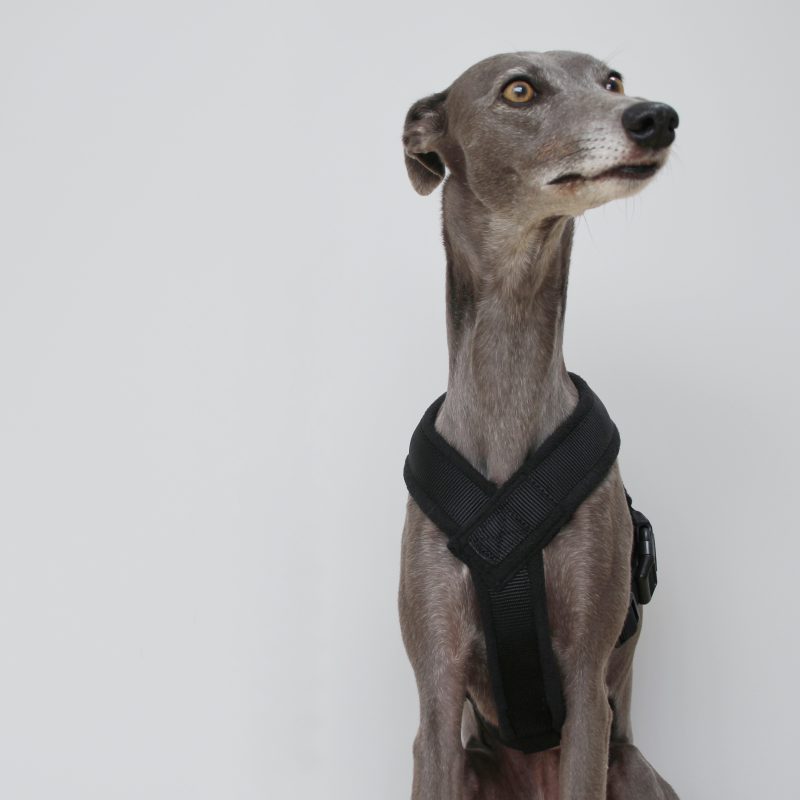 Black Padded Fleece Whippet Harness Greyhound Italian Lurcher