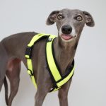 whippet greyhound harness