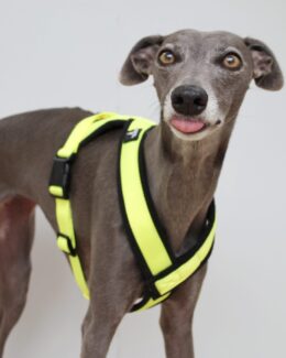 whippet greyhound harness