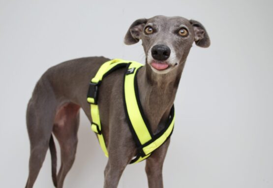 whippet greyhound harness