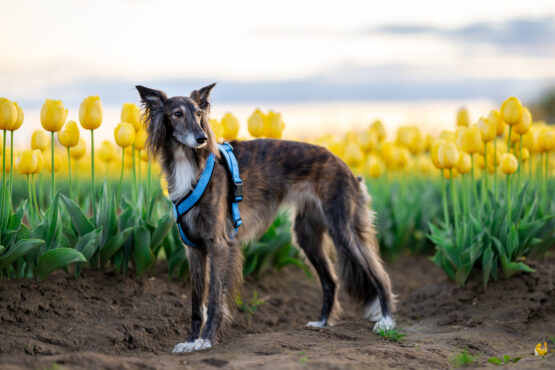whippet greyhound harness