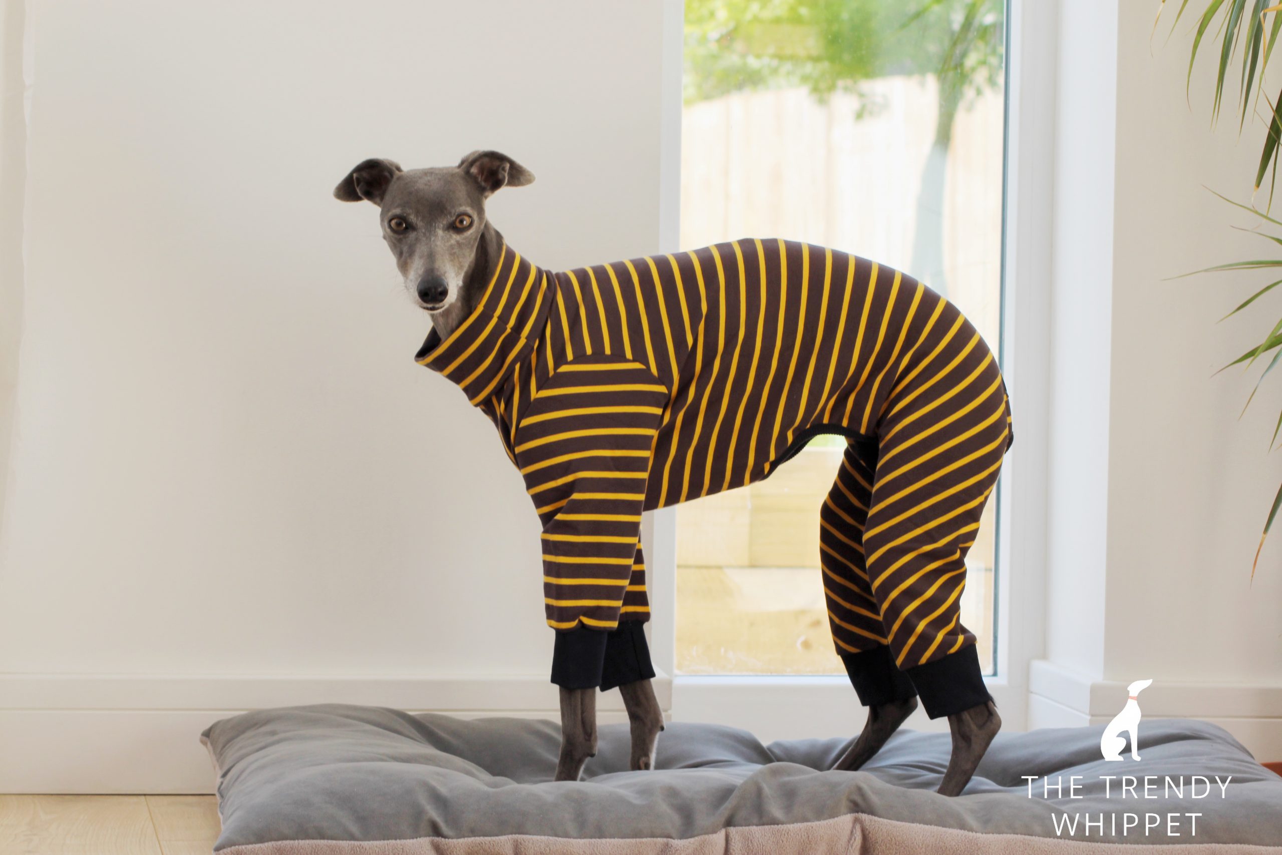 whippet pyjamas