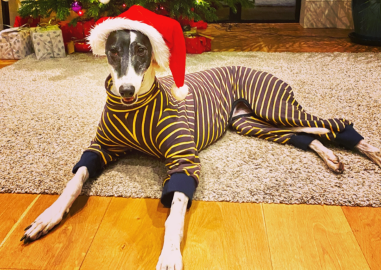 whippet greyhound jumper