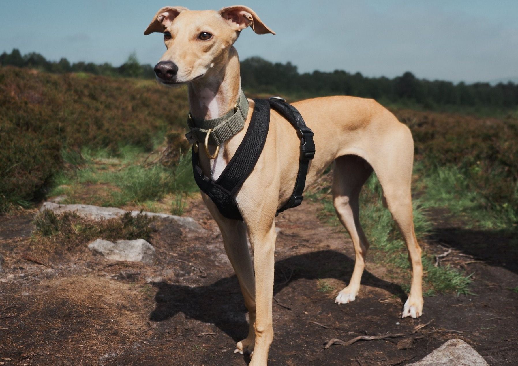 Black Padded Fleece Whippet Harness Greyhound Italian Lurcher