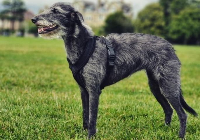 Black Padded Fleece Whippet Greyhound Harness Italian Lurcher
