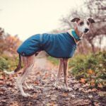 whippet greyhound coat