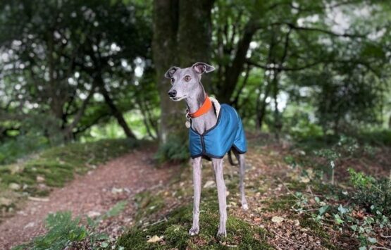 whippet greyhound coat