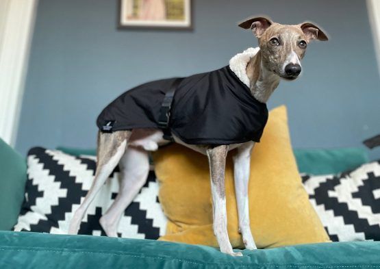 whippet greyhound coat