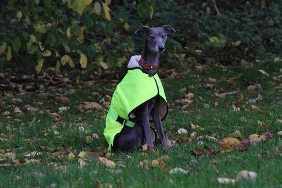 whippet greyhound coat