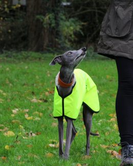 whippet greyhound coat