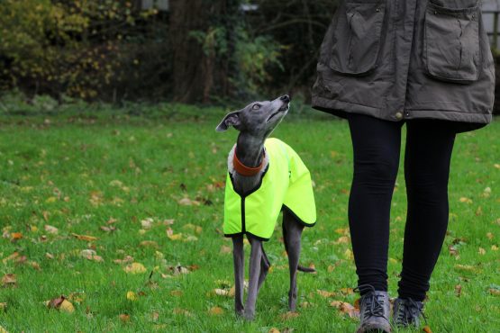 whippet greyhound coat