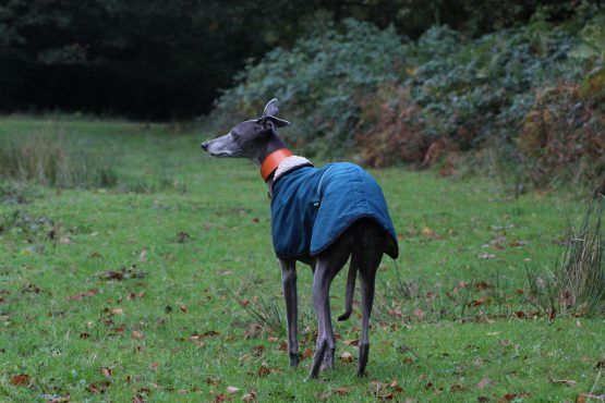 whippet greyhound coat