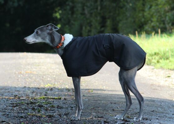 whippet greyhound coat