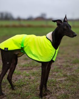 whippet greyhound coat