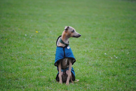 whippet greyhound coat