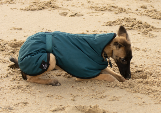 whippet greyhound coat