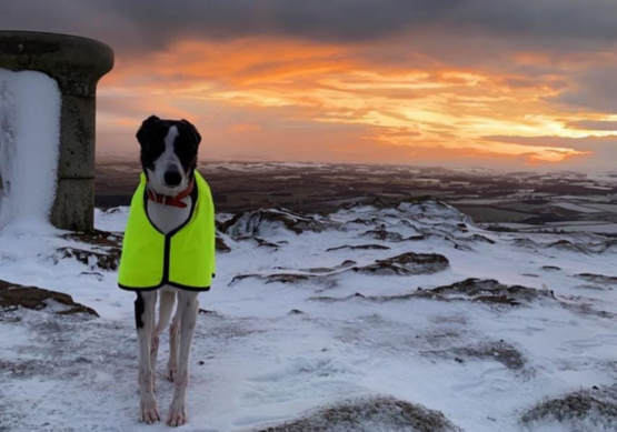 whippet greyhound coat