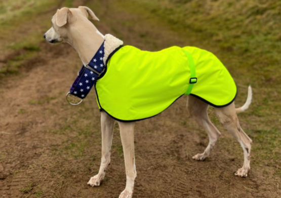 whippet greyhound coat