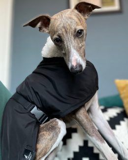 whippet greyhound coat