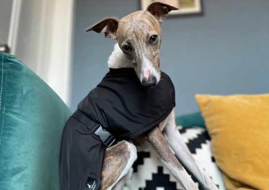 whippet greyhound coat