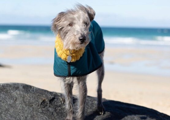 whippet greyhound coat