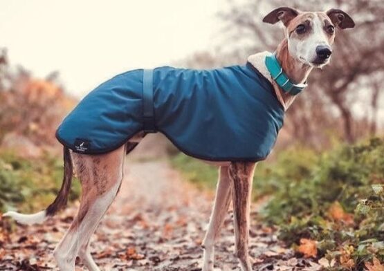 whippet greyhound coat