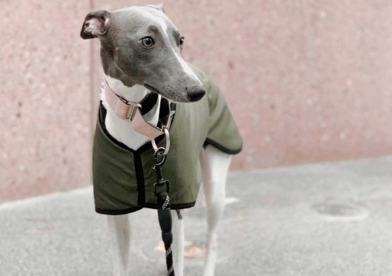 whippet greyhound coat