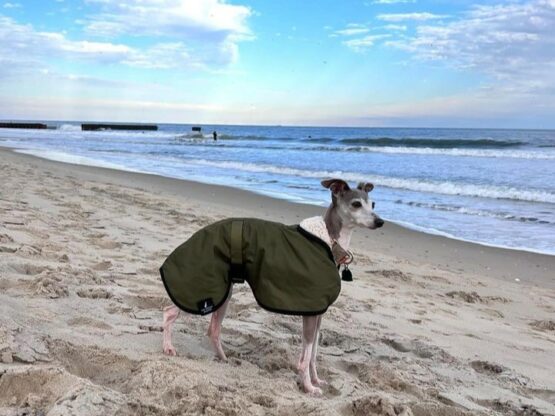 whippet greyhound coat