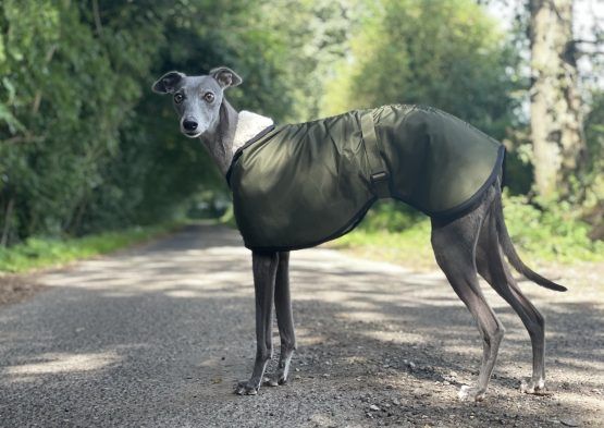 whippet greyhound coat