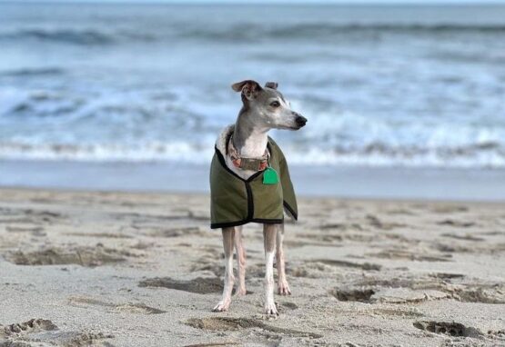 whippet greyhound coat