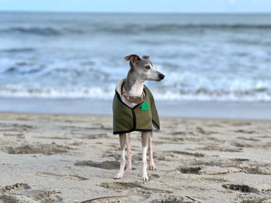 whippet greyhound coat