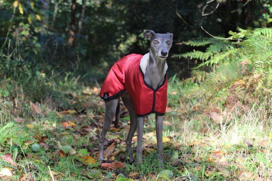 whippet greyhound coat