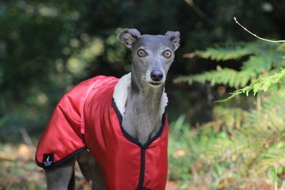 whippet greyhound coat