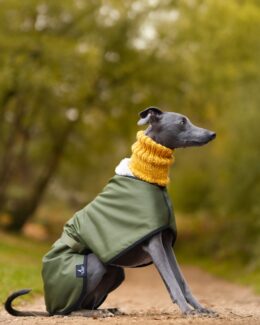whippet greyhound snood