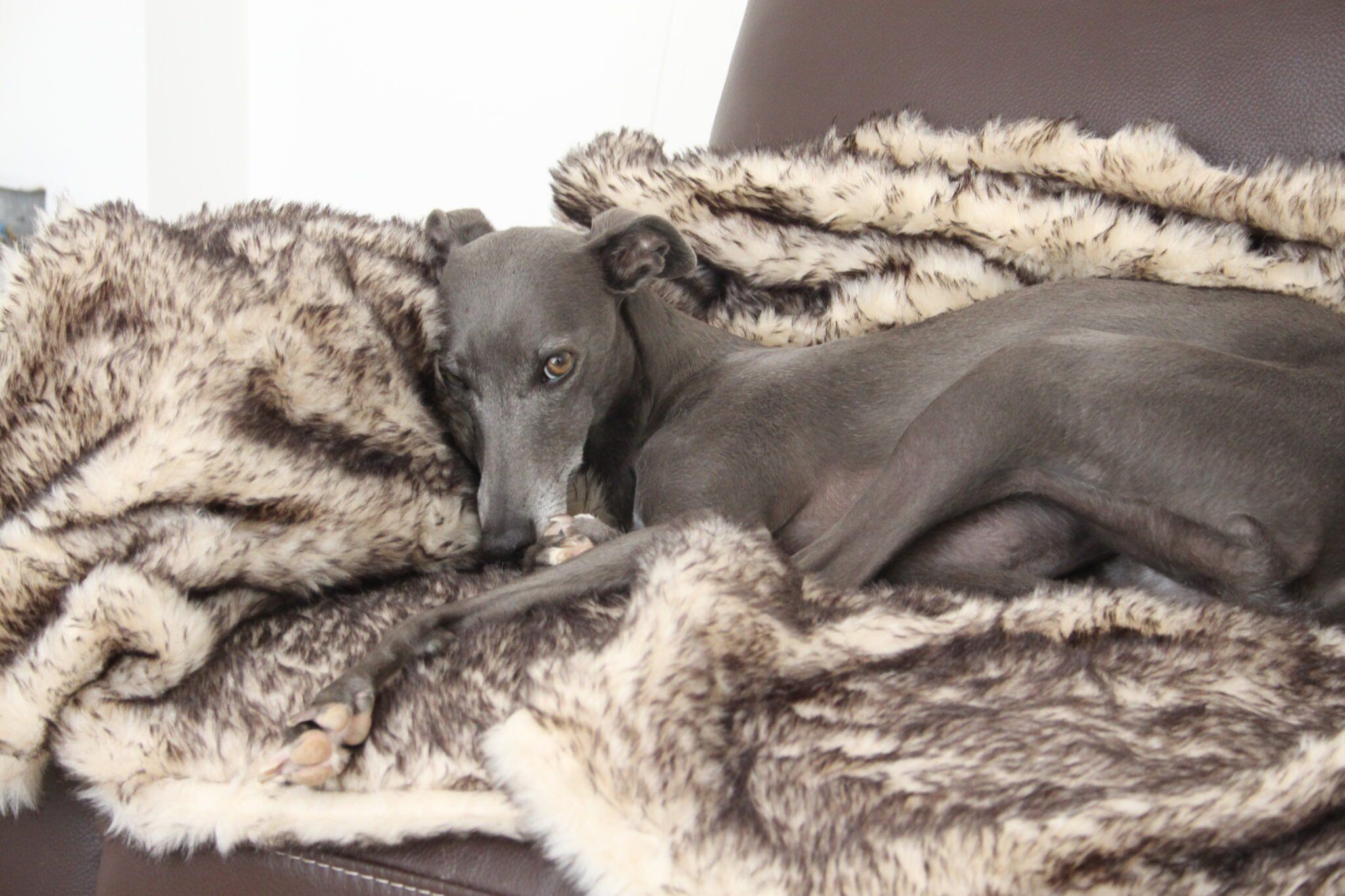 Dog blanket