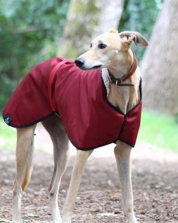 whippet greyhound coat