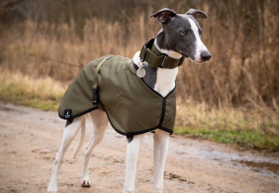 whippet greyhound coat