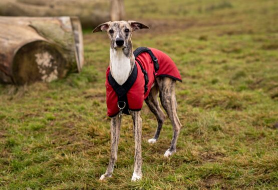whippet greyhound coat