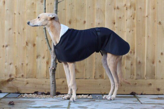 greyhound whippet coat