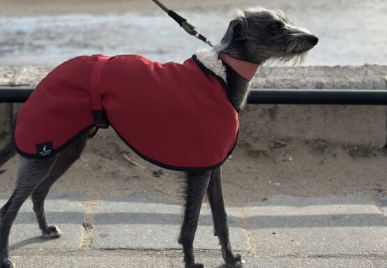 whippet greyhound coat