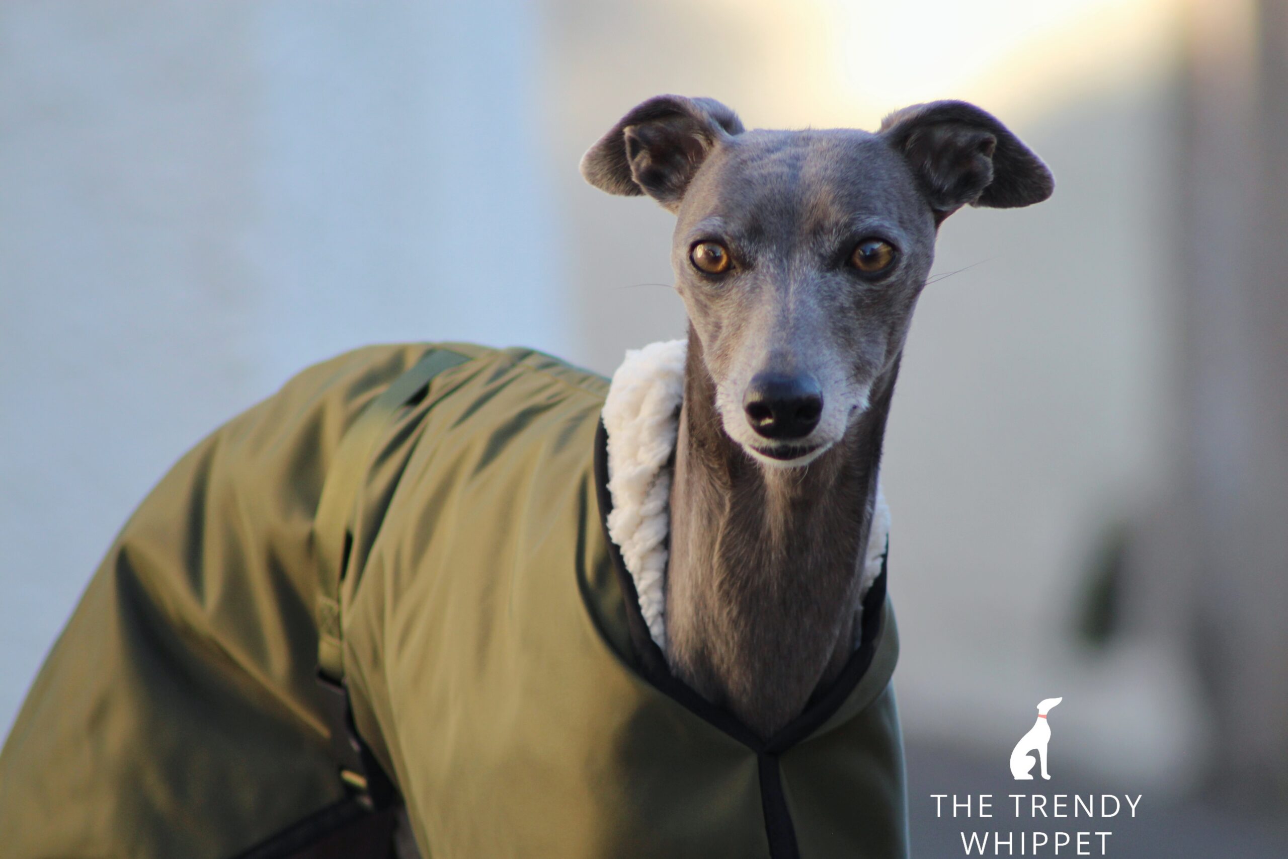 Olive Green Waterproof Fleece Lined Whippet Greyhound Coat Lurcher