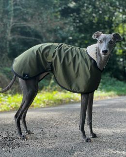 whippet greyhound coat