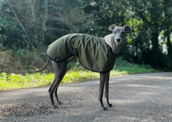 whippet greyhound coat