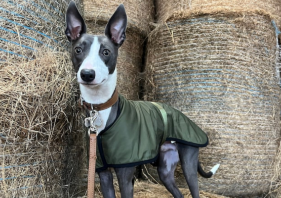 whippet greyhound coat