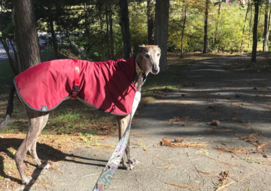 whippet greyhound coat