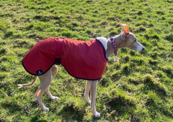 whippet greyhound coat