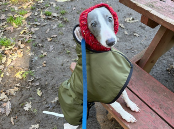 whippet greyhound coat