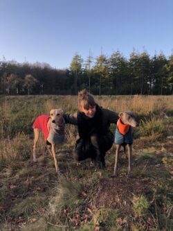 whippet greyhound coat