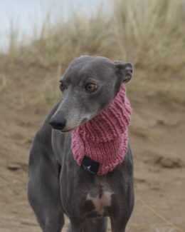 whippet greyhound snood