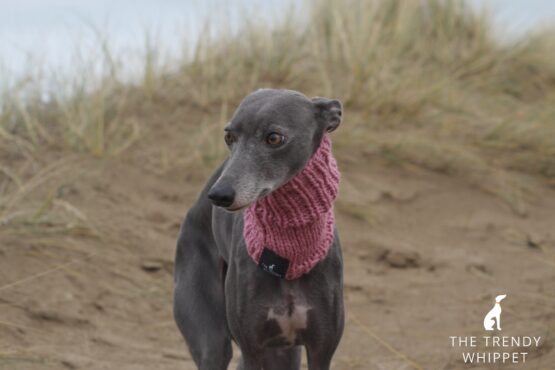 whippet greyhound snood